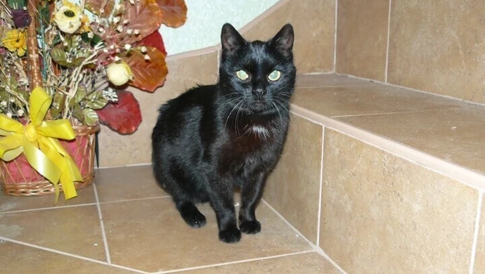 Adopcja kota dorosłego