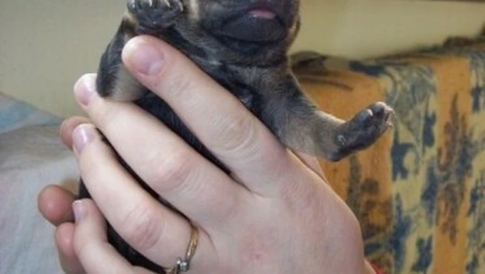 Piotrków: Próbował zabić szczenięta