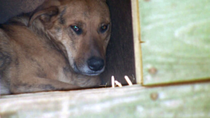 Po siedmiu latach OSiR wyrzucił psa