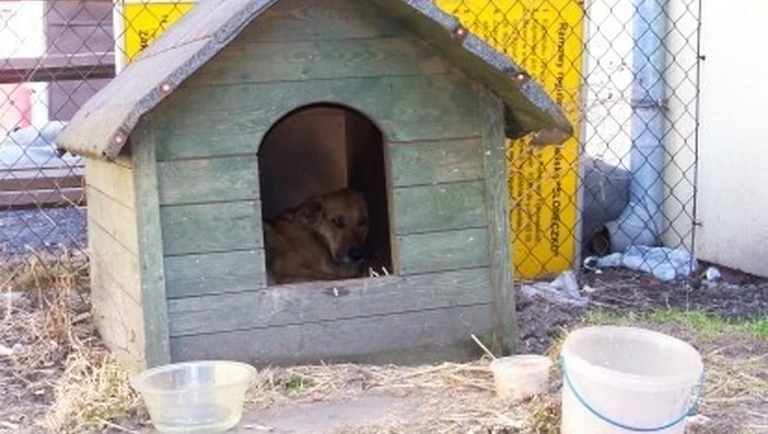 Tajson wygrywa – zostaje w swojej budzie!