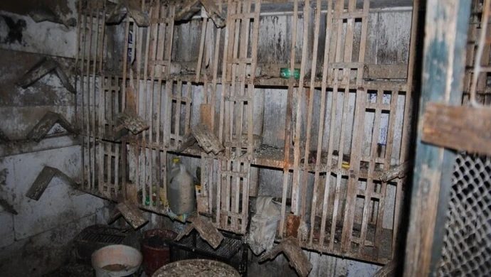 Tomaszów Mazowiecki: Wpadli złodzieje gołębi