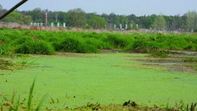 Niechcice: Ze smrodem nie wygrasz