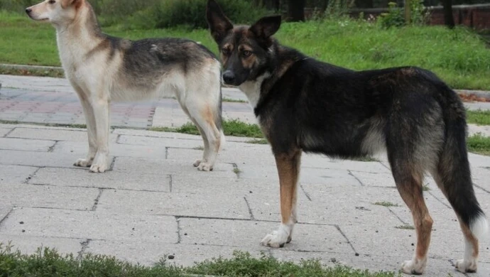 Piotrkowianin skarży się na czipowanie