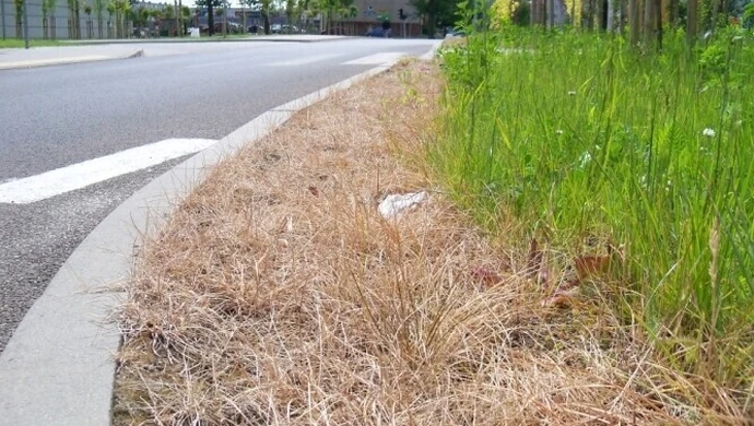 Trawniki potraktowane zbyt surowo