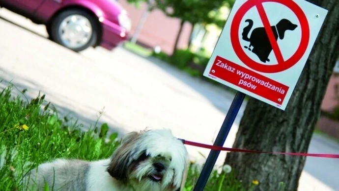 Piotrków: Psia paranoja na Łódzkiej