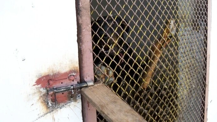 Piotrkowskie schronisko pełne usterek