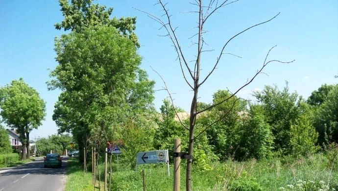 Dworska: Połowa nowych drzewek na śmietnik?