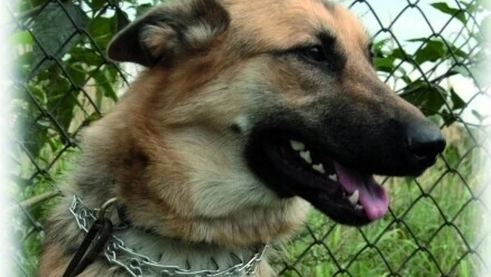 Czipowanie nielegalne - miasto przekroczyło granice