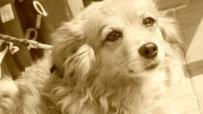 Piotrków: Pusia ma już własny dom