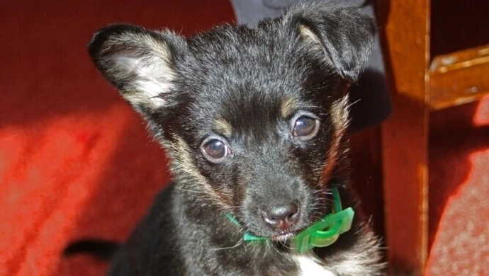 Piotrkowskie schronisko: Przygarnij zwierzaka za 1 zł