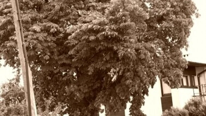 Problem z remontem... kasztanowiec na drodze