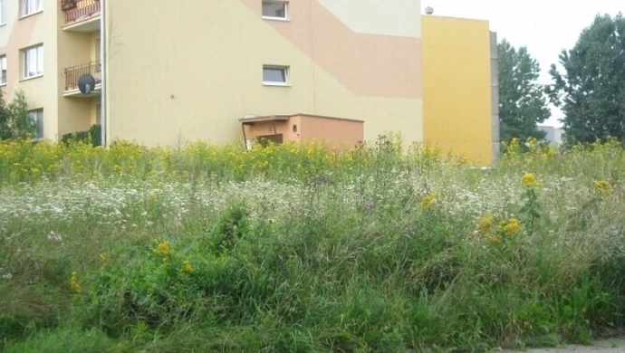 "Te chwasty powinny być dawno skoszone"