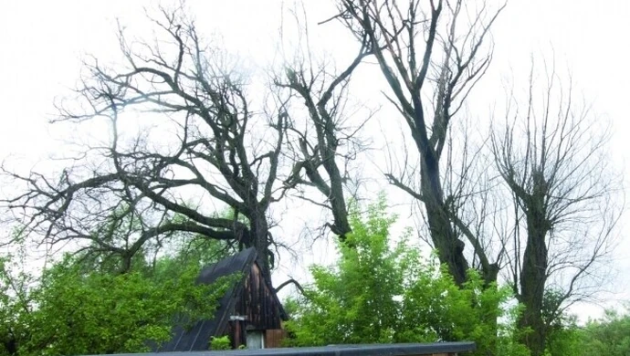 Sulejów: Kto wytnie stare wierzby?