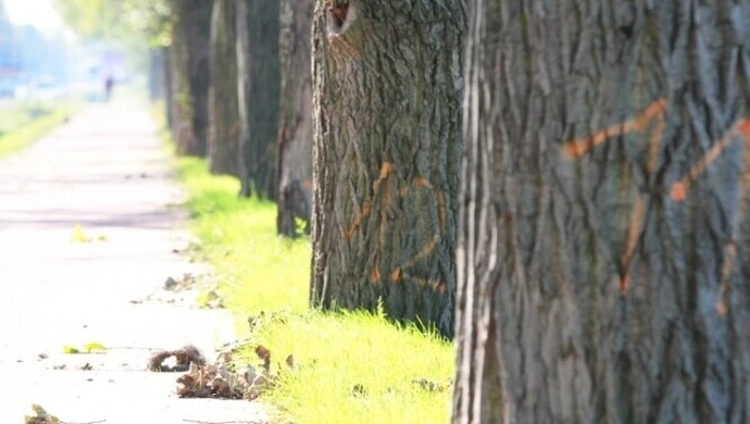 Wycięcie drzewa nie takie proste