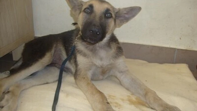 Schronisko: Są pieniądze na wózek dla Ciuchci