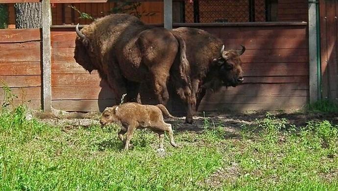 16-kilogramowy noworodek w Smardzewicach