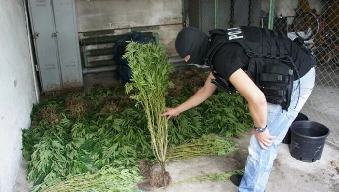 Region: Wykryta rodzinna plantacja narkotykowa