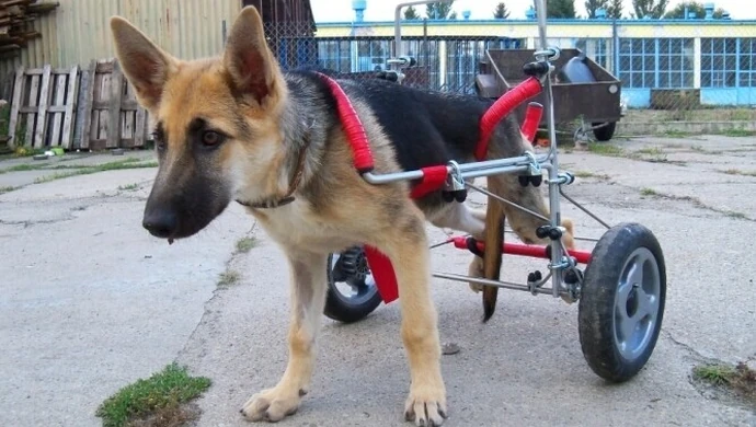 Ciuchcia być może będzie miała nowy dom