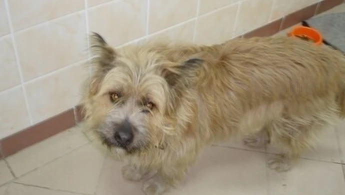 Schronisko: Przygarnij zwierzaka w weekend