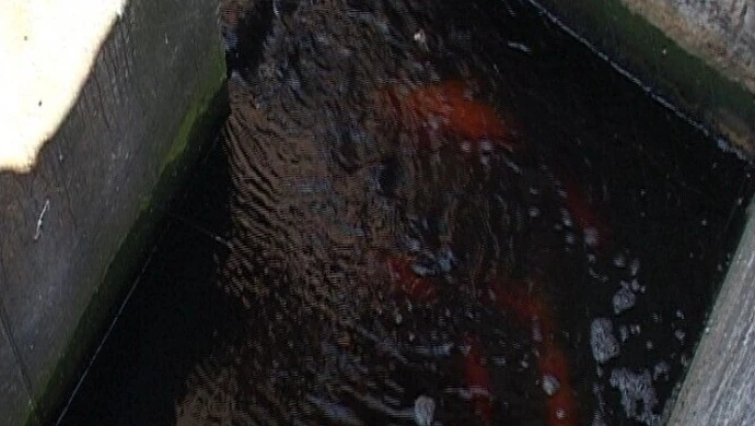 Tomaszów: Ryby… w oczyszczalni ścieków