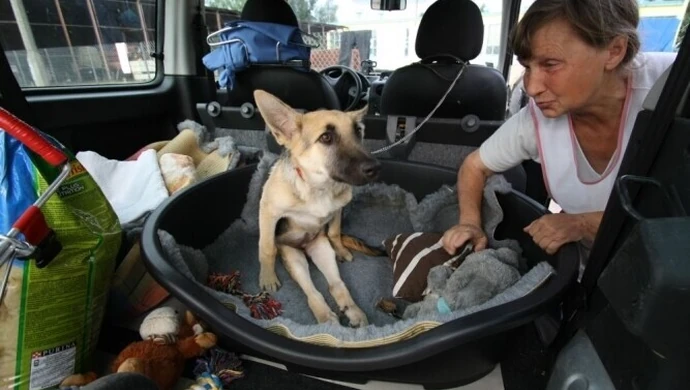 Ciuchcia pojechała na Śląsk. Będzie operowana