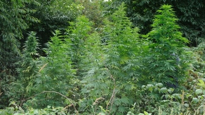 Region: Policjanci wykryli plantację