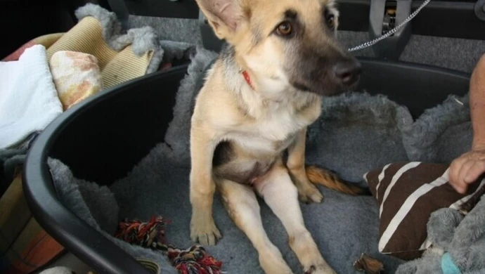 Ciuchcia jest już po operacji kręgosłupa