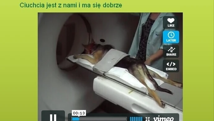 Ciuchcia ma się dobrze – przechodzi rehabilitację