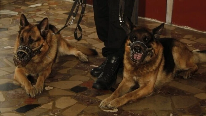 Region: Ukradł z zamiłowania do zwierząt