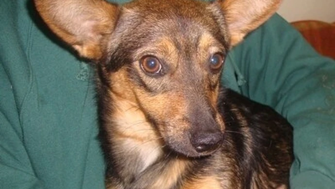 Znaleziono kundelka w okolicach Kwadratu