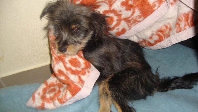 Nie udało się uratować skatowanego psa