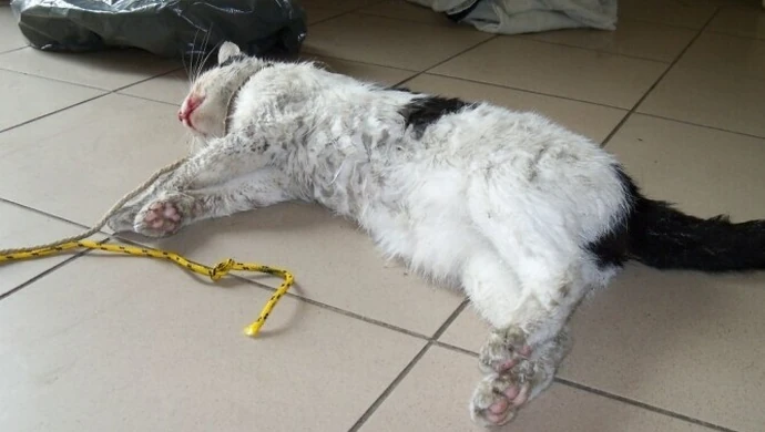 Piotrków: Przywiązali mu kota do samochodu