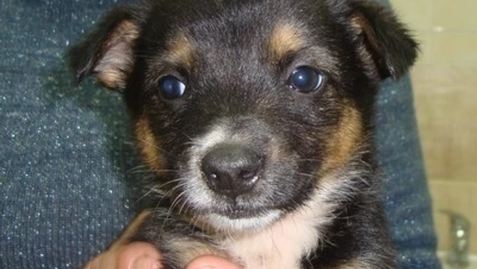 Schronisko: Przygarnij zwierzaka w weekend!