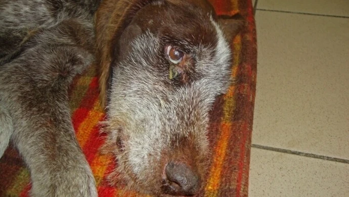 Poszukiwany właściciel zagłodzonego Duszka