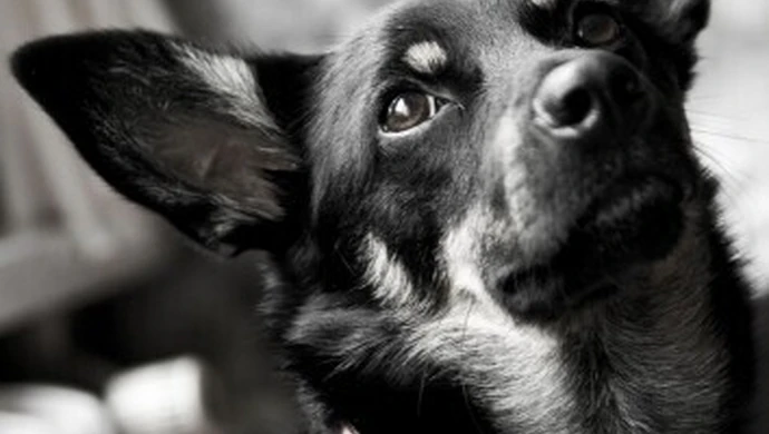 Czipowanie nieprawne - uchwała zaskarżona