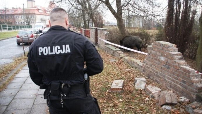 Tomaszów: Dzik grasował po mieście