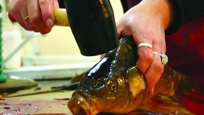 Karp też człowiek! Traktuj go po ludzku!