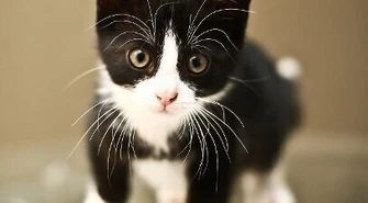 Kilka pytań do &quot;Kociej Mamy&quot;