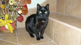 Adopcja kota dorosłego