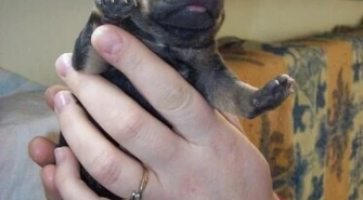 Piotrków: Próbował zabić szczenięta