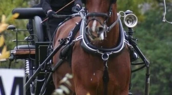 Stado Ogierów ma nowego właściciela