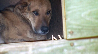 Po siedmiu latach OSiR wyrzucił psa