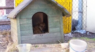 Tajson wygrywa &#8211; zostaje w swojej budzie!