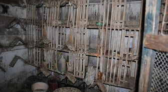 Tomaszów Mazowiecki: Wpadli złodzieje gołębi