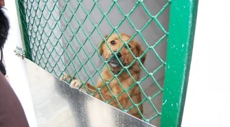 Schronisko dla zwierząt już trzeba modernizować