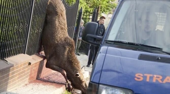 Łosie w centrum Piotrkowa. Obydwa nie żyją