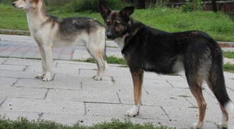 Piotrkowianin skarży się na czipowanie