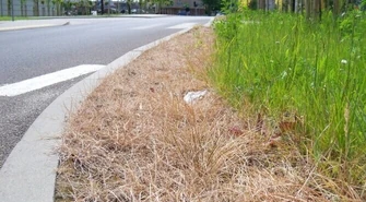 Trawniki potraktowane zbyt surowo