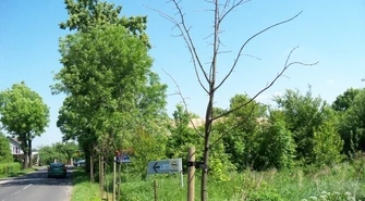 Dworska: Połowa nowych drzewek na śmietnik?