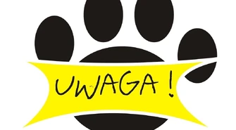 Porzucanie zwierząt przed wakacjami